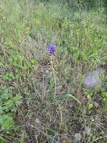 Muscari comosum, photograph 5