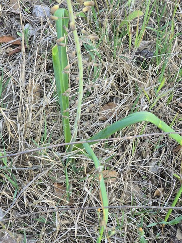 Muscari comosum, photograph 6