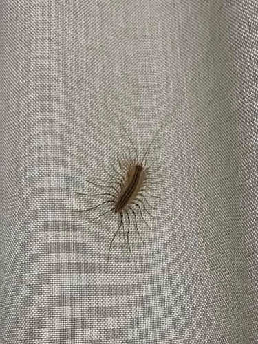 House Centipede
