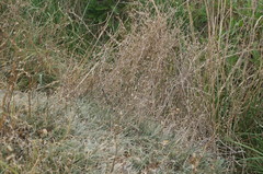 Petrosimonia brachiata