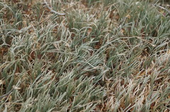 Petrosimonia brachiata