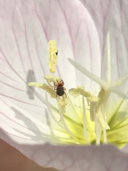 Balaustium