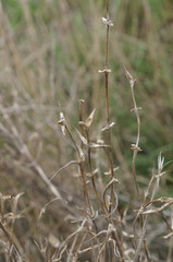 Petrosimonia brachiata