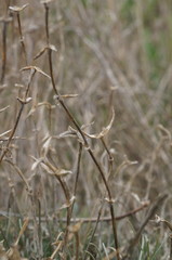 Petrosimonia brachiata