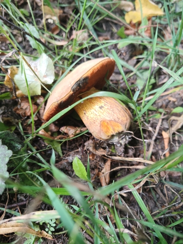 Наблюдение на iNaturalist