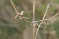 Petrosimonia brachiata