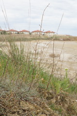 Petrosimonia brachiata