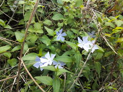 Vinca difformis