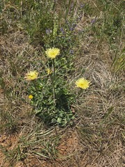(c) Michael Bakker Paiva, some rights reserved (CC BY) Urospermum dalechampii, photograph (c) Michael Bakker Paiva, some rights reserved (CC BY)