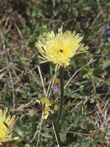 Urospermum dalechampii