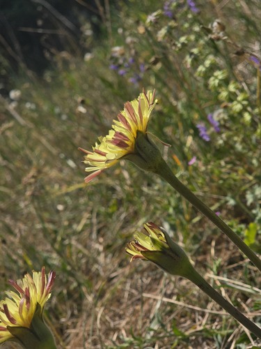 Urospermum dalechampii, photograph 3