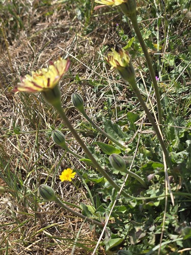 Urospermum dalechampii, photograph 5