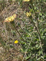 (c) Michael Bakker Paiva, some rights reserved (CC BY) Urospermum dalechampii, photograph (c) Michael Bakker Paiva, some rights reserved (CC BY)