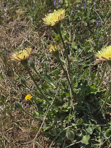 Urospermum dalechampii, photograph 6