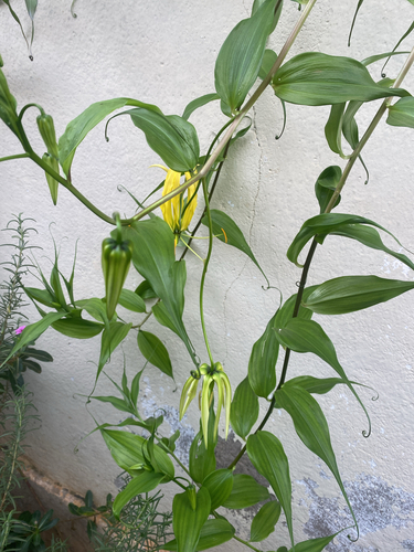 flame lily