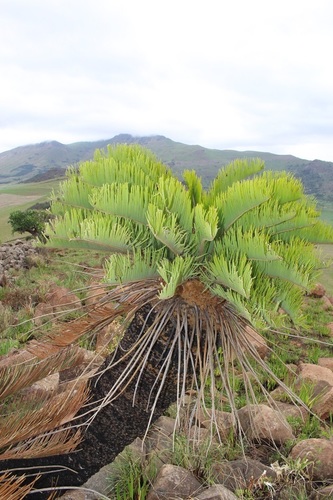 White-Haired Cycad (Encephalartos friderici)