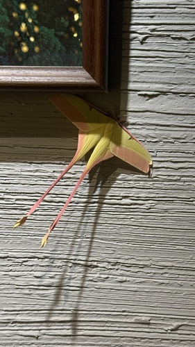 Chinese Moon Moth
