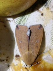 Ophiusa discriminans