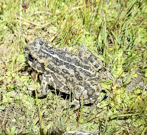 iNaturalist observation photo of Western Toad