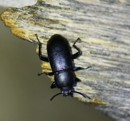 iNaturalist observation photo of Darkling Beetles