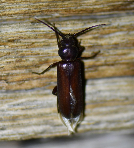 iNaturalist observation photo of Asemini