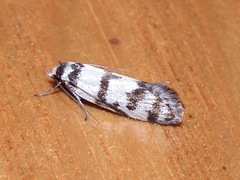 Philobota impletella