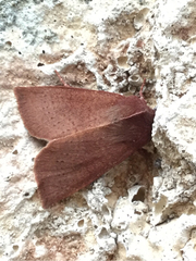 Orthosia transparens