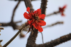 Erythrina livingstoniana