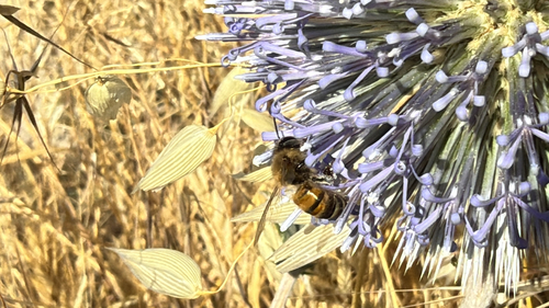 Western Honey Bee