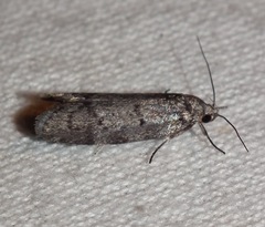 Ericrypsina chorodoxa