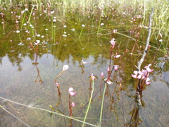 Utricularia resupinata image