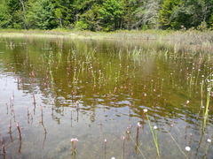 Utricularia resupinata image