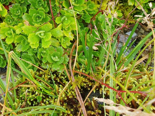Philonotis seriata observed 2026-07-22