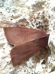 Orthosia transparens
