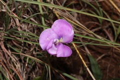 Vigna vexillata vexillata