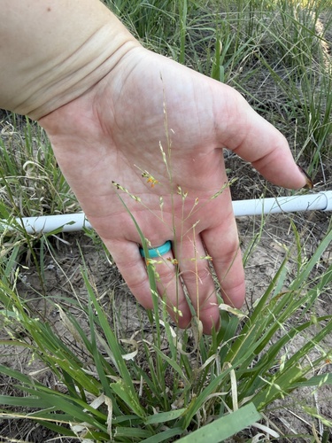 hall panicum
