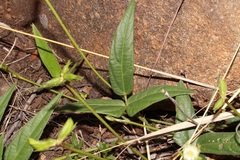 Vigna vexillata vexillata
