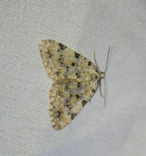 iNaturalist observation photo of Butterflies and Moths