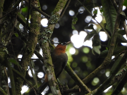 Red-collared Babbler
