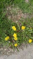 Taraxacum officinale