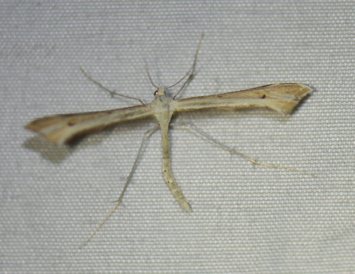 iNaturalist observation photo of Plume Moths