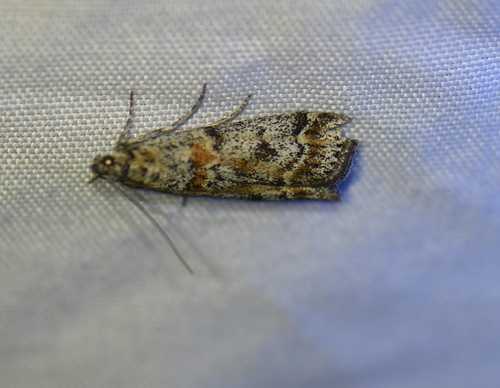 iNaturalist observation photo of Phycitini