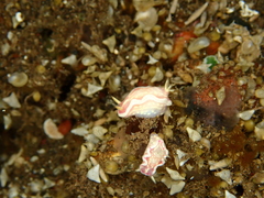 Ceratosoma