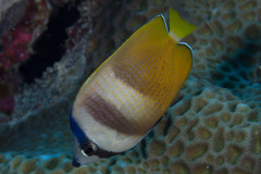Chaetodon kleinii