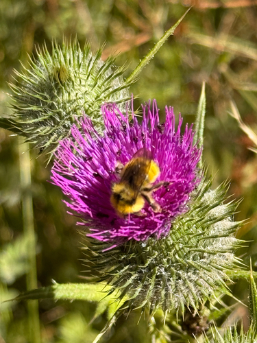 iNaturalist observation photo of Van Dyke's Bumble Bee