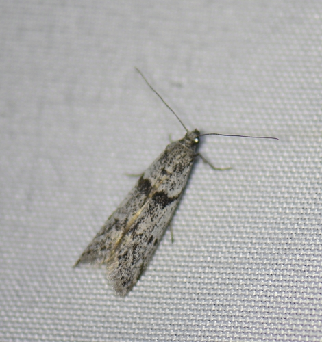 iNaturalist observation photo of Phycitini