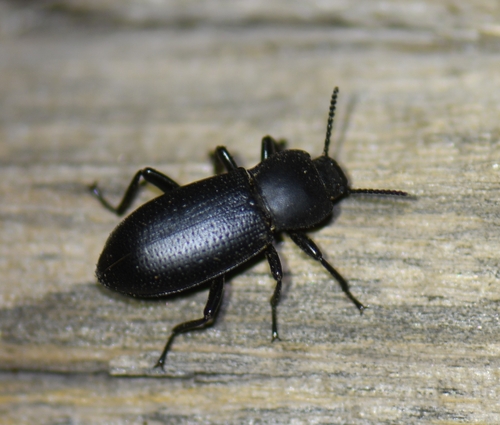 iNaturalist observation photo of Darkling Beetles