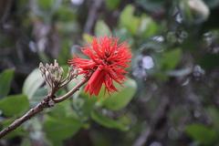 Erythrina abyssinica