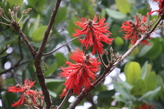 Erythrina abyssinica