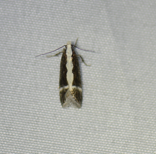 iNaturalist observation photo of Aroga